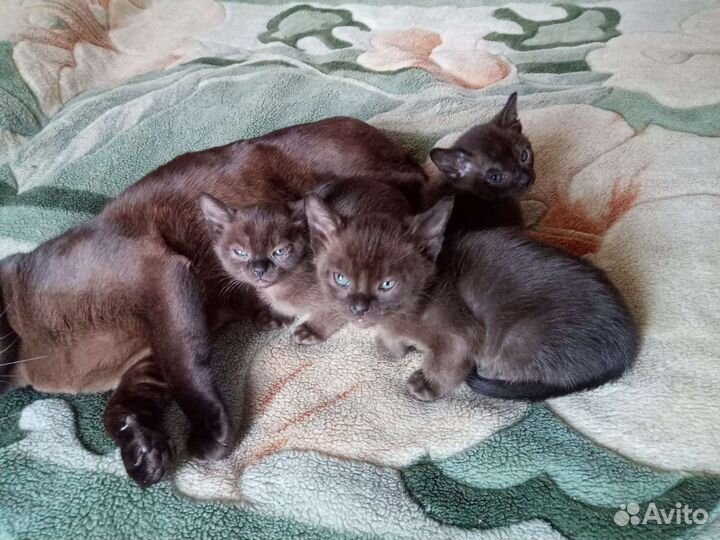 Бурманская кошка
