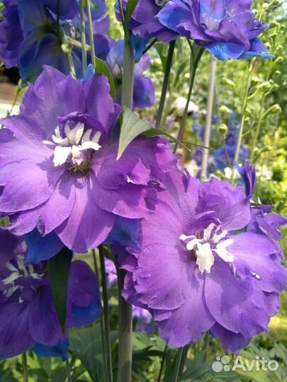 Семена новозеландских дельфиниумов