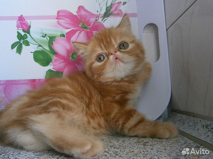 Котята Экзоты Девочки и Мальчики