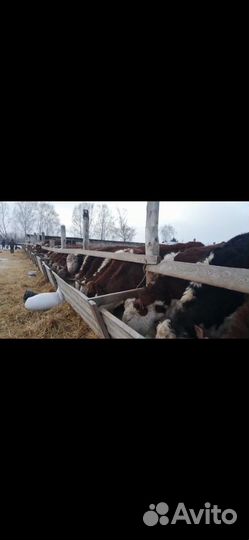 Телята бычки