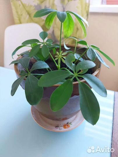 Комнатные цветы шефлера