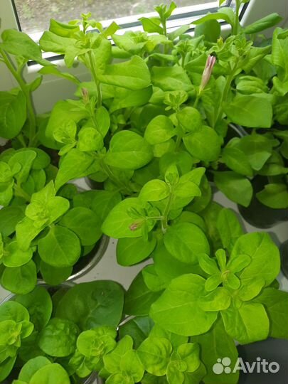 Рассада петунии на Лазо