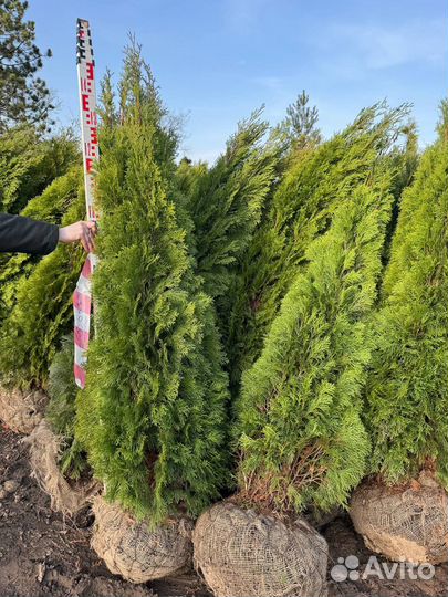 Туя западная Smaragd