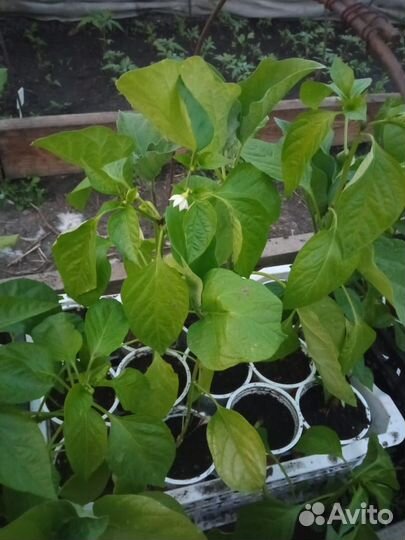 Рассада перца и баклажан