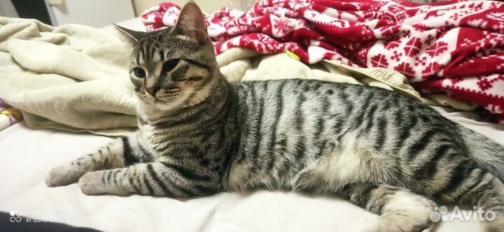 Котенок 8мес