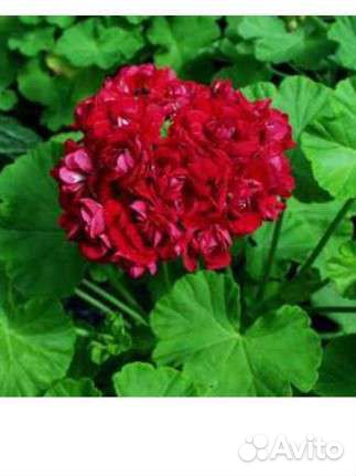 Пеларгония розебудная Plum rambler