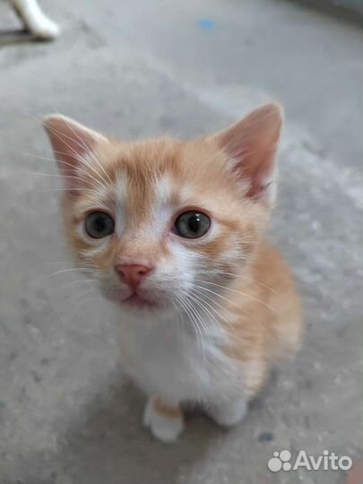 Котенок