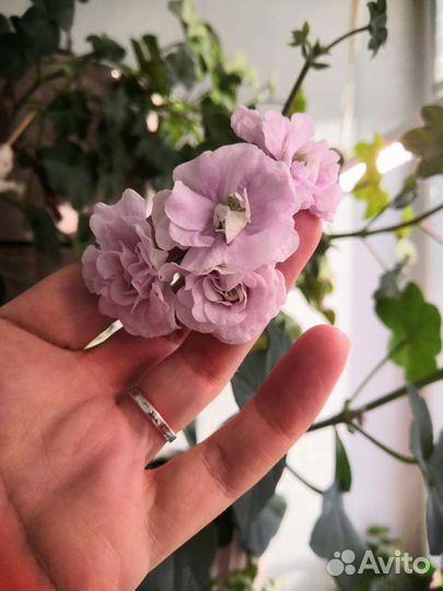 Пеларгония плющелистная Jackie