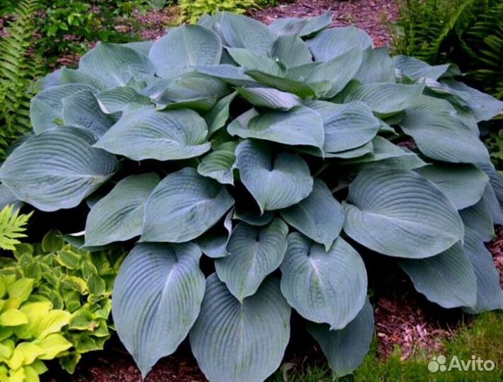 Хоста блю энждел Высота от 25см