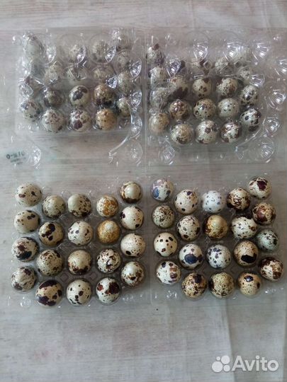 Яйца перепелиные