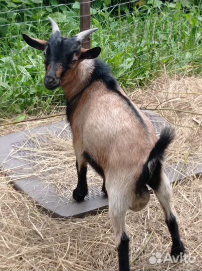 Камерунские козлики,и козочки