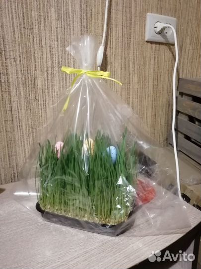 Микрозелень пшеницы