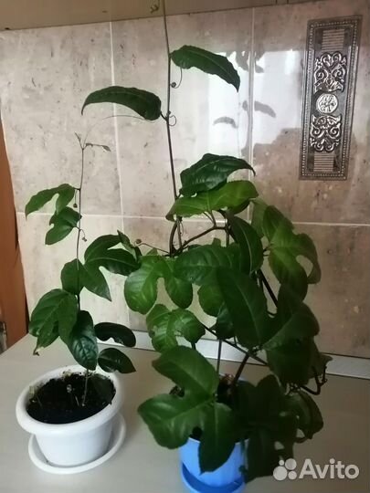 Комнатные растения цветы