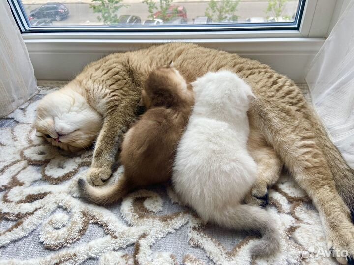 Шотландский вислоухий котенок