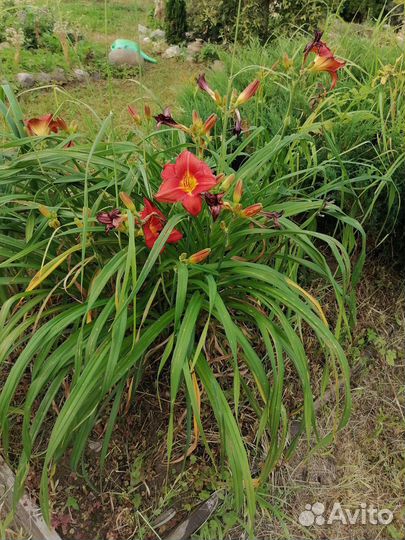 Многолетники