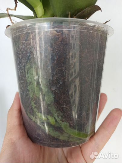 Орхидея фаленопсис Arezzo