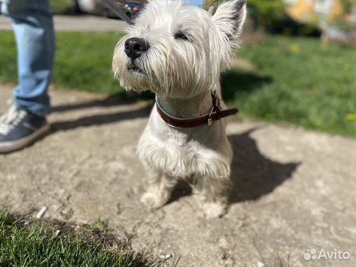 Передержка собак/кошек
