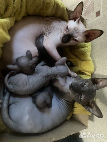 Канадский сфинкс