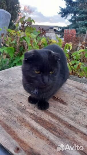 Котик вислоухий в добрые ручки