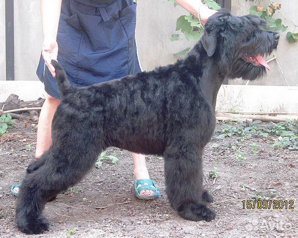 Стрижка собак и кошек