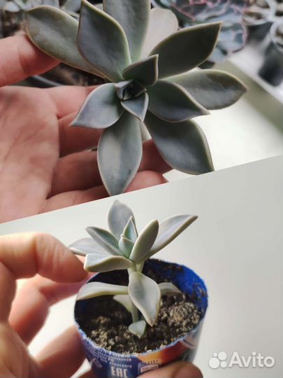 Суккуленты