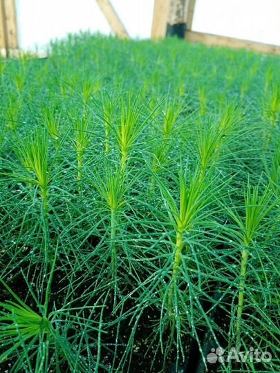 Сеянцы сосны и ели зкс