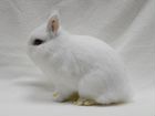 Крольчата карликового кролика объявление продам