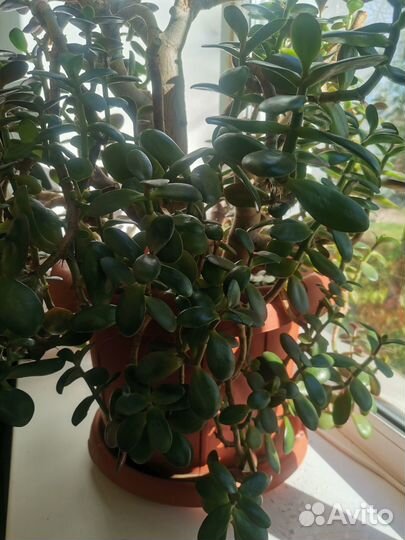 Черенки денежного дерева отростки