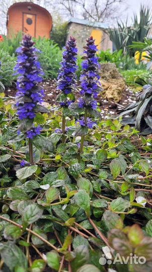 Живучка ползучая