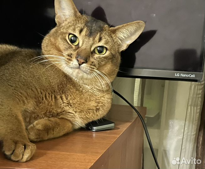 Абиссинский кот вязка