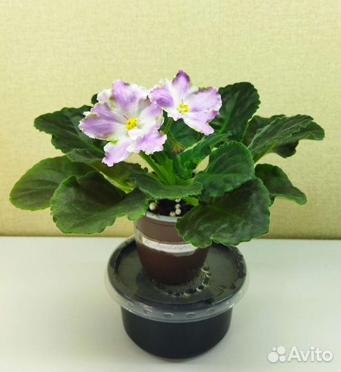 Цветущие фиалки