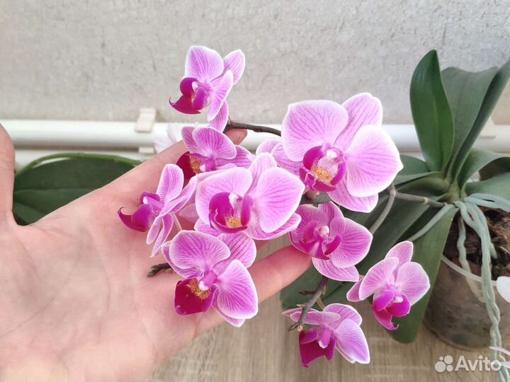 Орхидея фаленопсис мультифлора