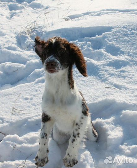 Английский Спрингер Спаниель