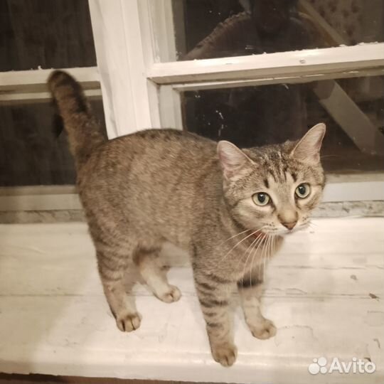 Кошку бесплатно в добрые руки