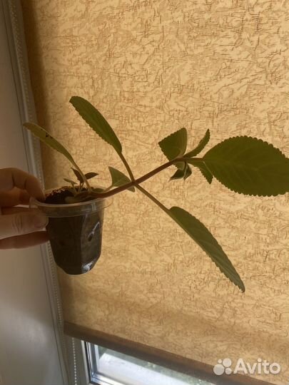 Тидея, глоксиния