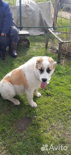 Отдам в добрые руки