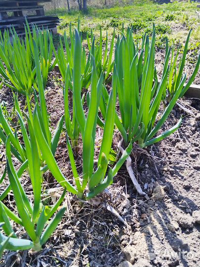 Рассада лука многолетнего