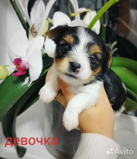 Щенки бивер йорка