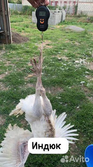 Индюшата подрощенные