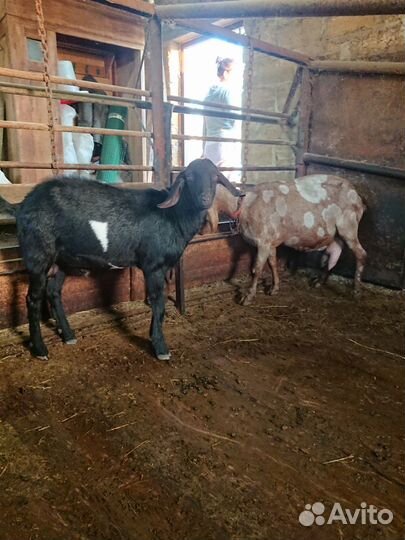 Нубийские козы