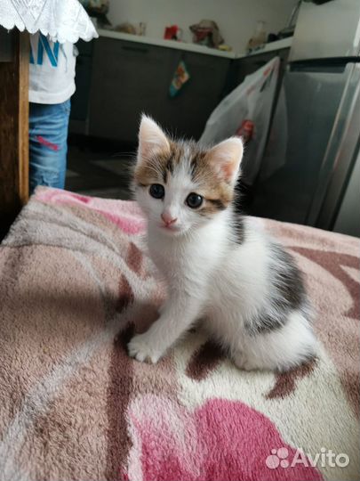 Кот 1,5 месяца в добрые руки