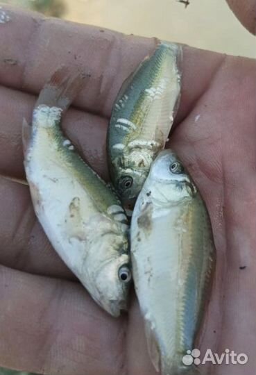 Зеркальный карп, амур малек, сеголетка