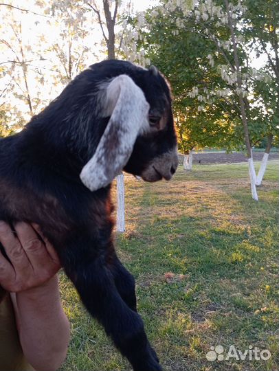Англо нубийские козлята и доенные козы