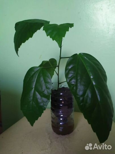 Гибискус махровый