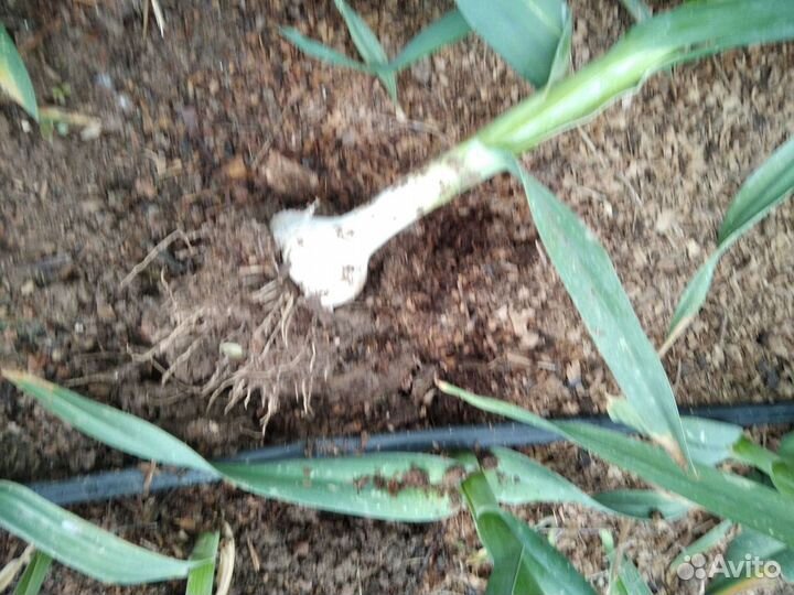 Чеснок рокамболь