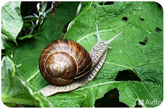 Виноградная улитка