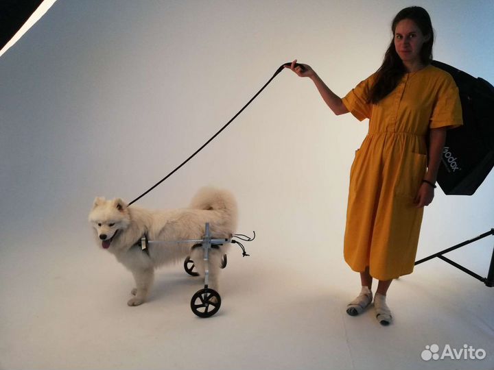 Инвалидная коляска для большой собаки