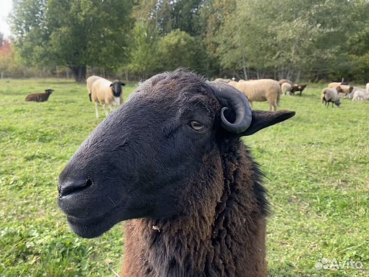 Баран Яша на племя