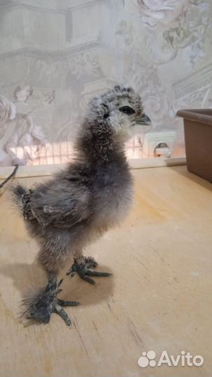 Куры молодки