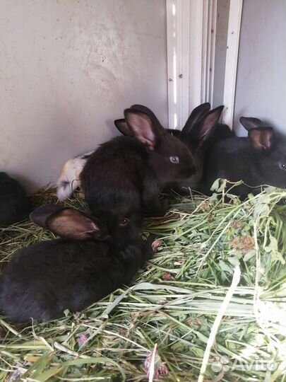 Кролики мясных пород